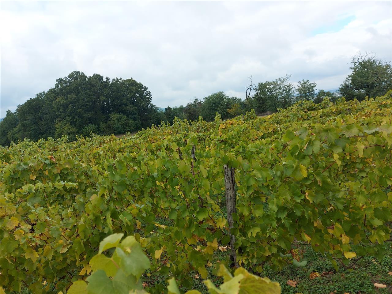 Prodaja-vinograda