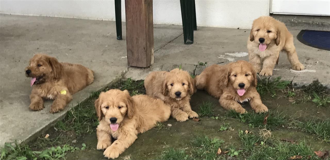 Labradoodle-F1