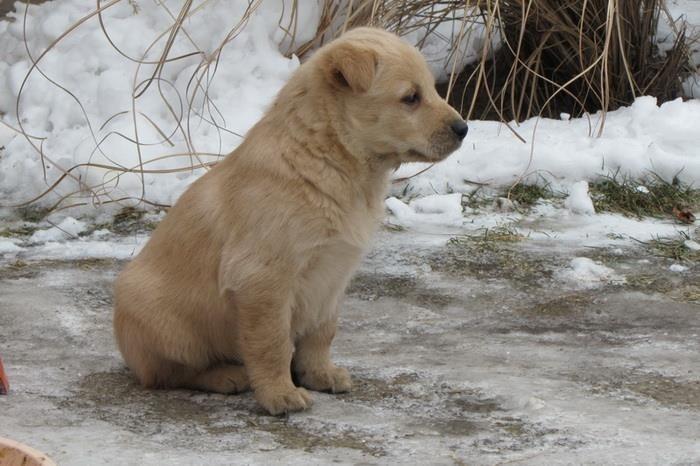 Labrador-retriver-stenad