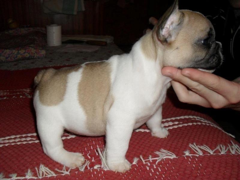 Francuski-Buldog-stenci-