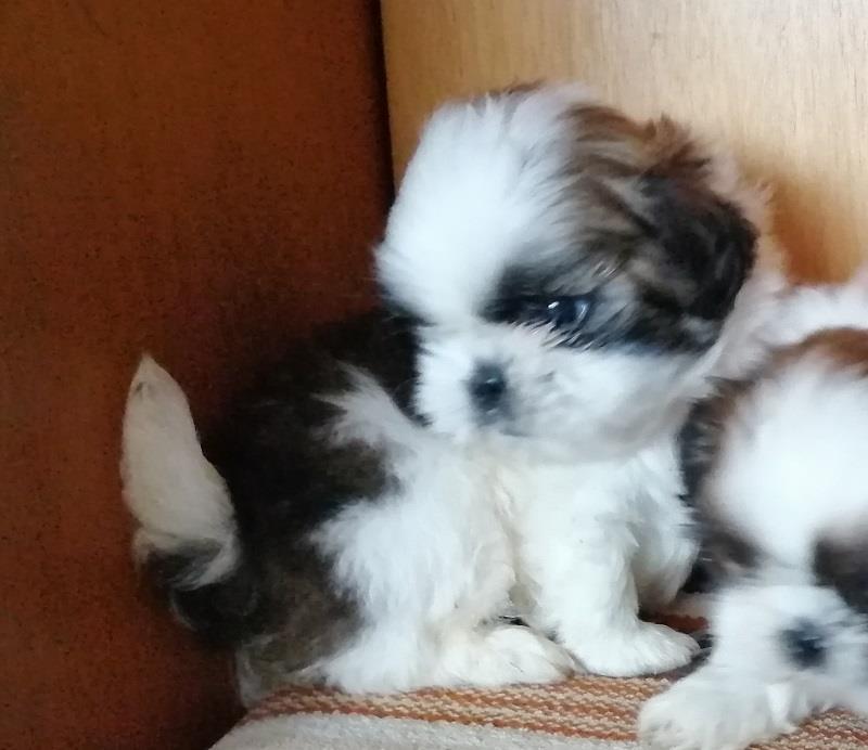 Sicu