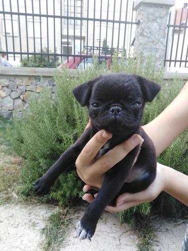 Mops muško štene