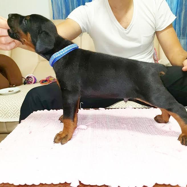 Doberman-