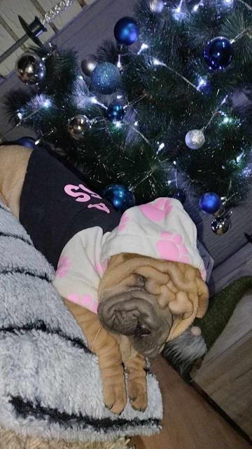Shar-pei---šar-pej-štenci