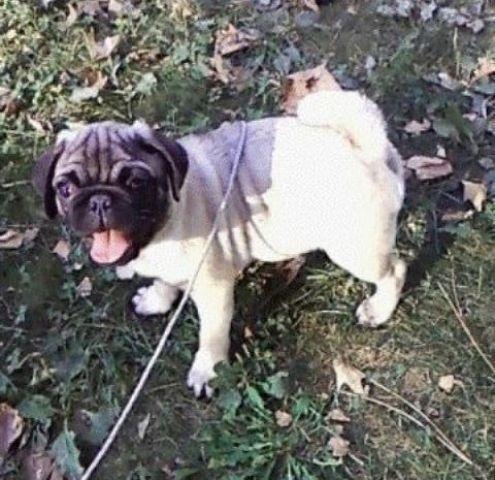 MOPS - bez i crni stenci