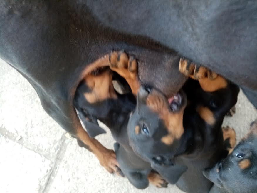 Doberman--stenci-