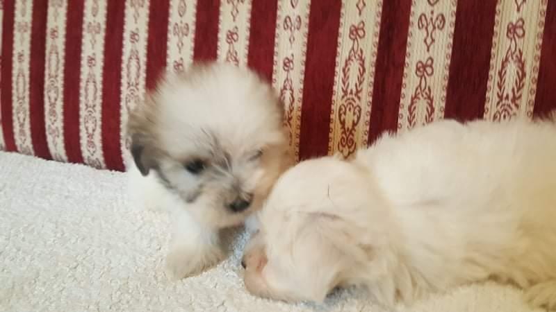 Coton-de-Tulear