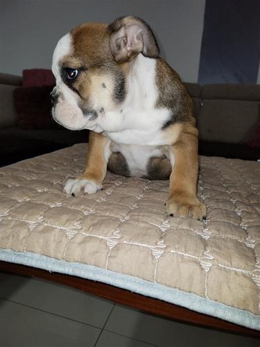 Engleski buldog zensko stene 