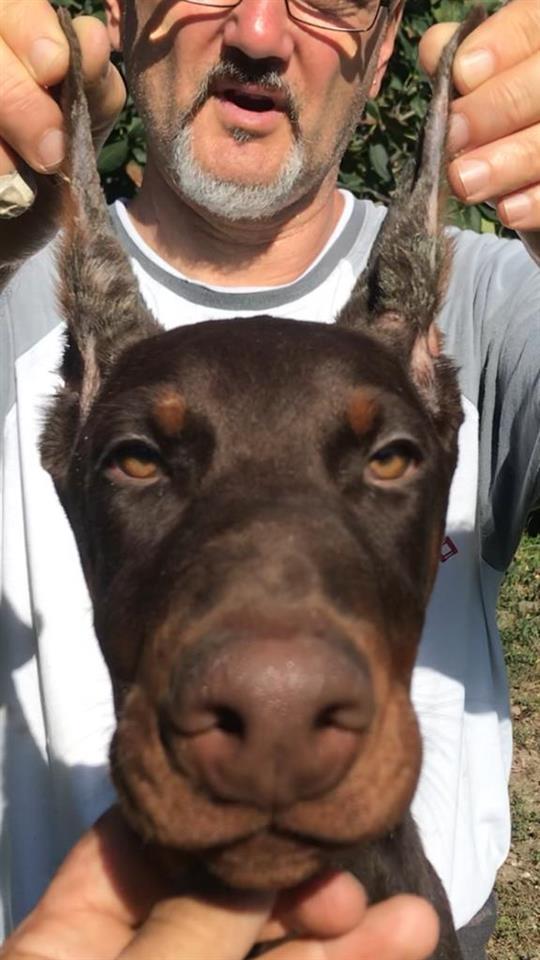 Doberman-štenci
