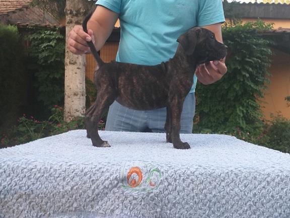 Cane-corso-štenci