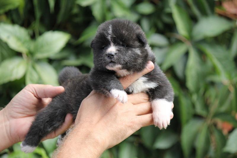 Akita-inu-stenad-