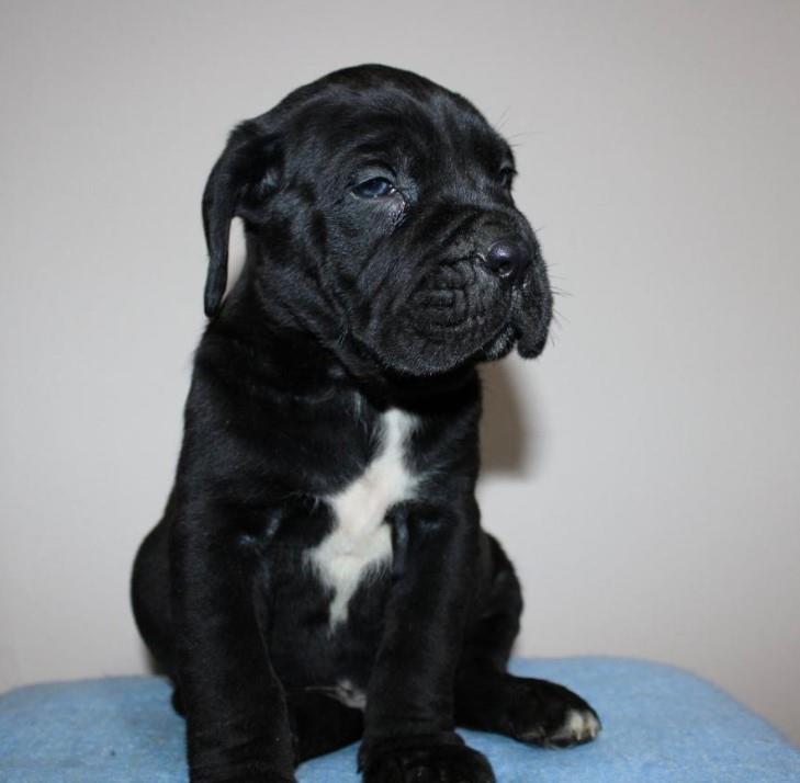 KANE-KORSO-CANE-CORSO