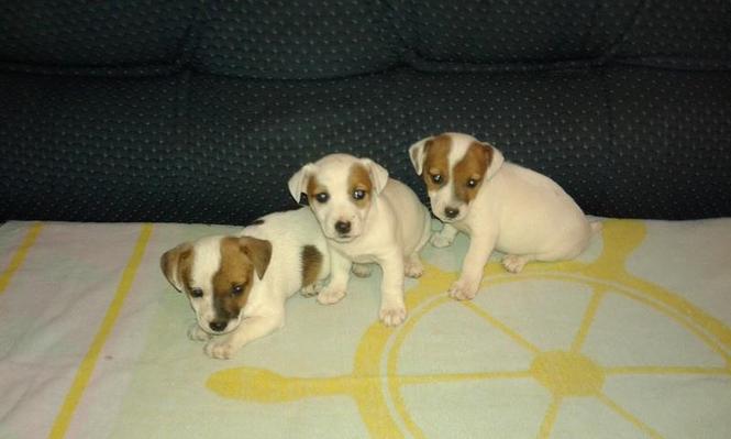 Jack russel terijeri