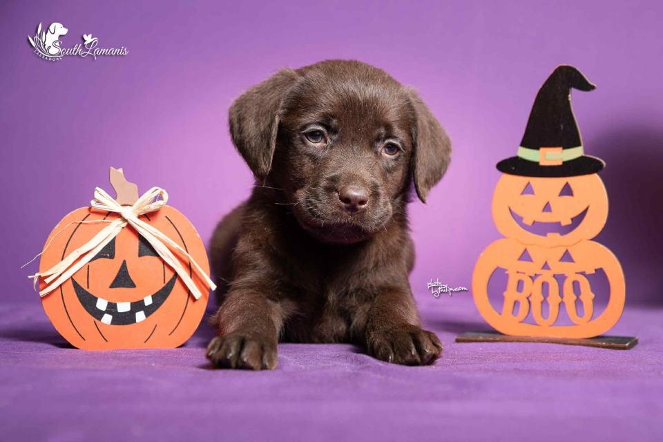 Štenci-Labrador-retrivera-na-prodaju
