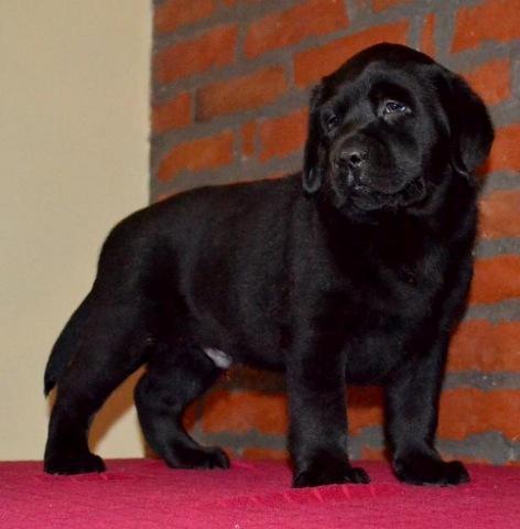 Labrador-retriver-stenci-