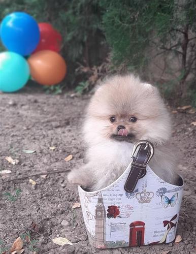 Pomeranski špic mini