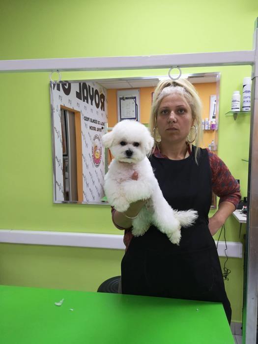 Bichon-Frise