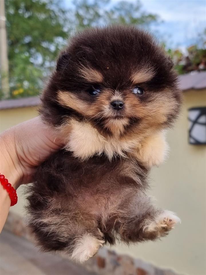 Pomeranski-spic