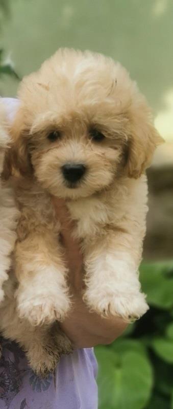 -Malti-poo