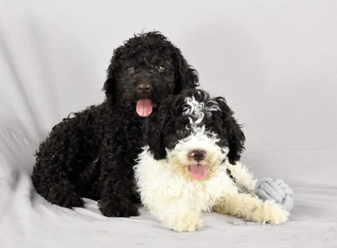 Lagotto-Romagnolo-štenci