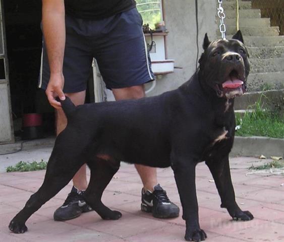 Cane-corso-stenci