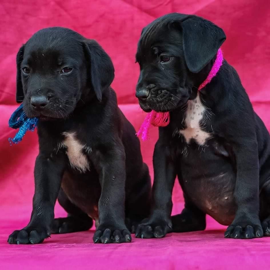 Cane-corso-štenci