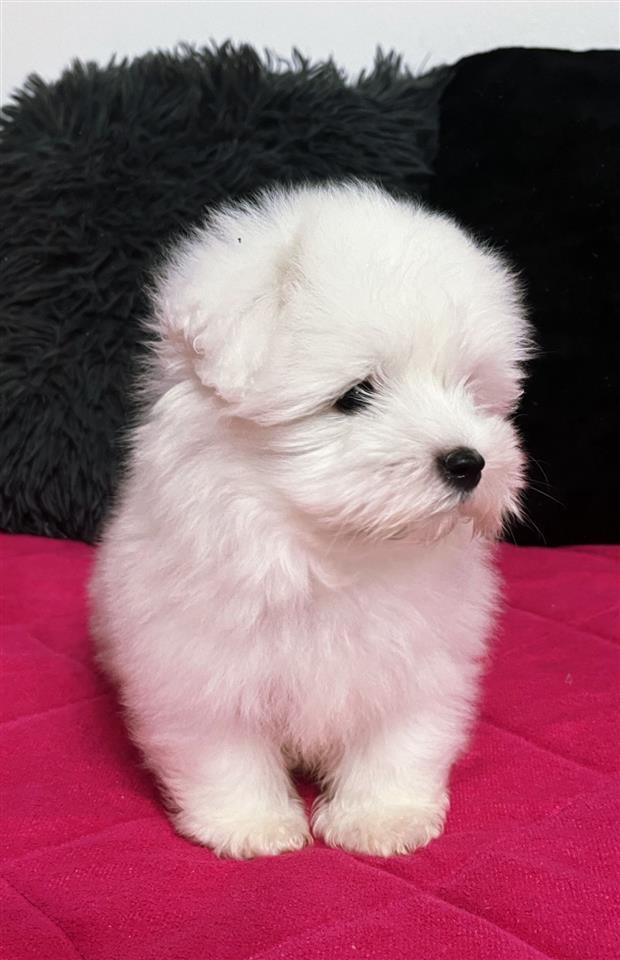 Coton-de-Tulear-stenci