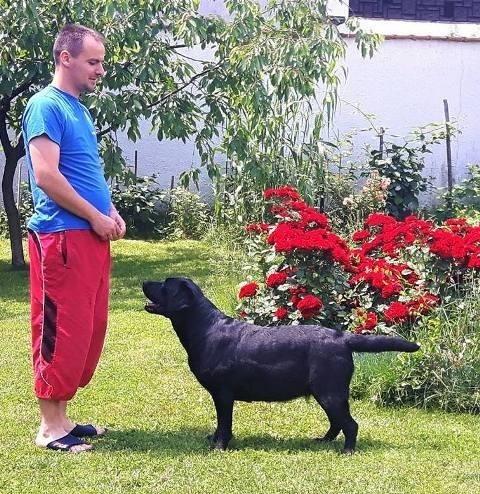 Labrador-Retriver