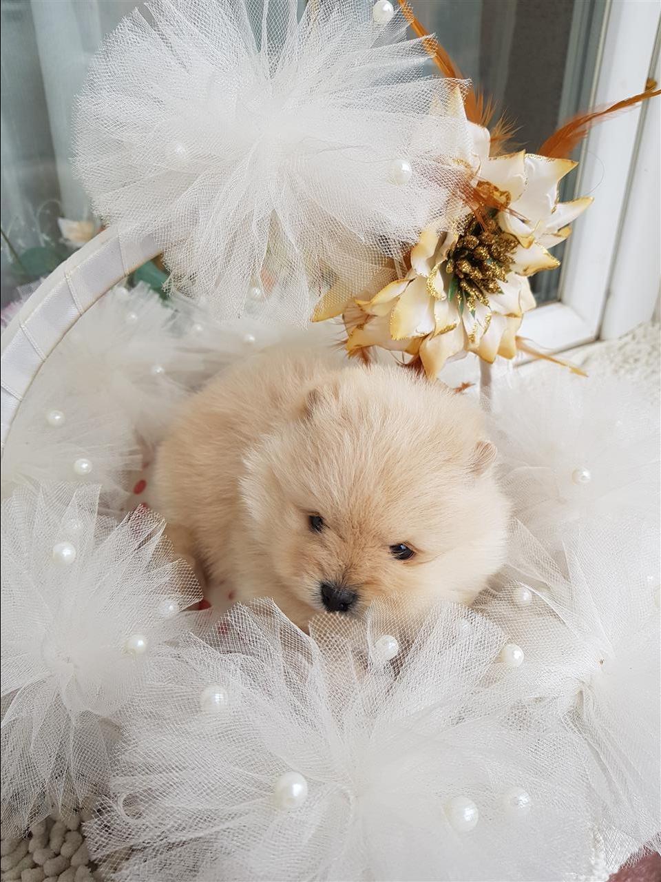 Pomeranac-