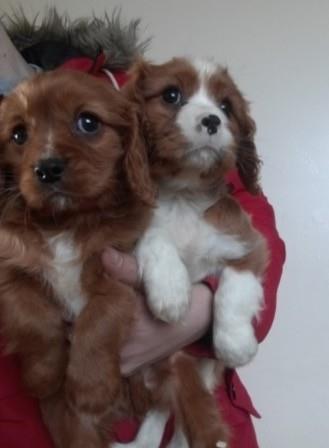 Cavalier King Charles štenci