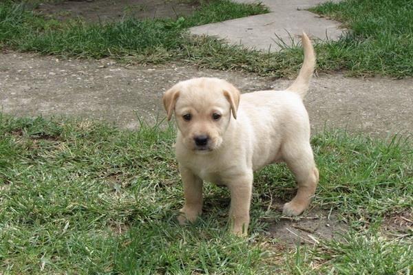 Labrador retriver stenad