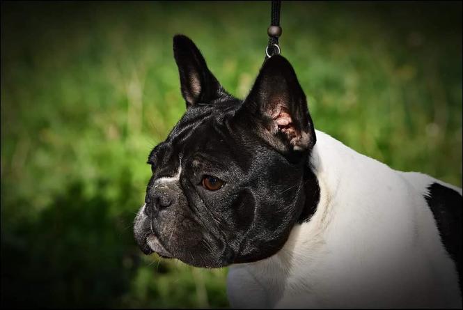 Francuski buldog zenka,multi sampion 