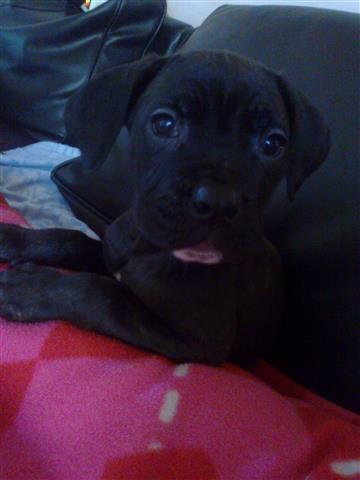 Cane-Corso-stenci-VRHUNSKO-LEGLO