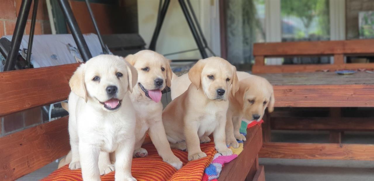 Labrador-retriver-stenci-