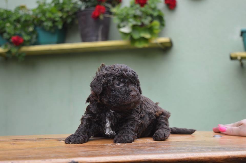 LAGOTTO-ROMAGNOLO-STENCI