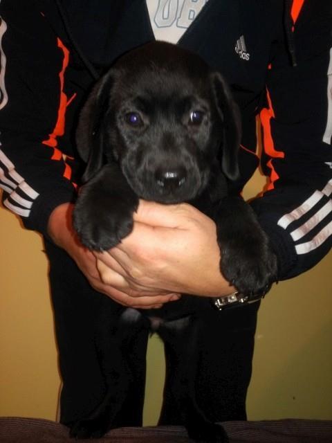 Labrador-retriver-stenci