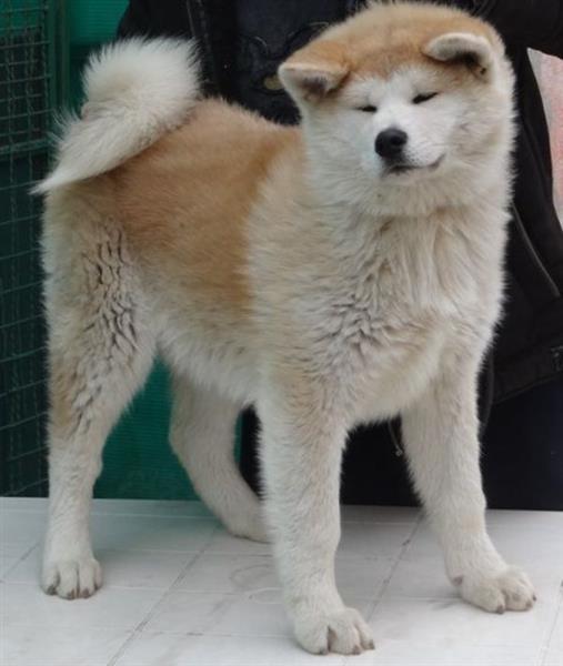 Akita-inu-2-prelepa-stenca-