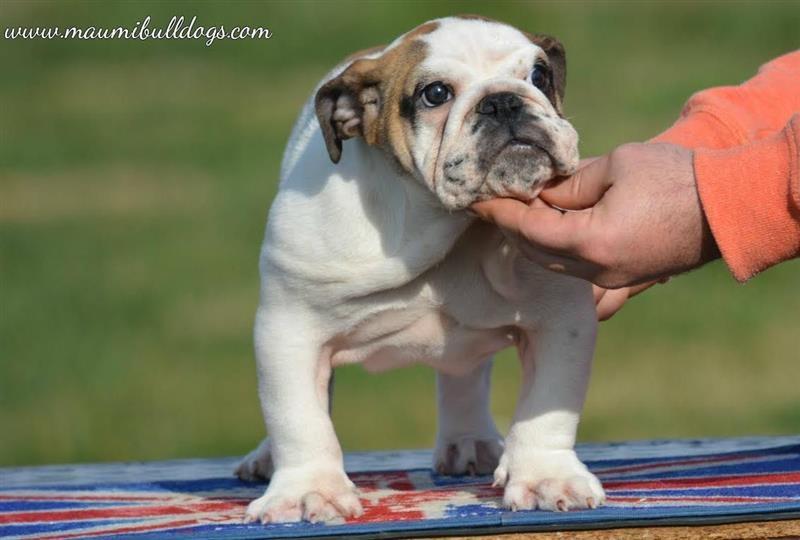 Engleski-Buldog