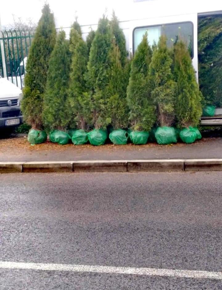 Tuje