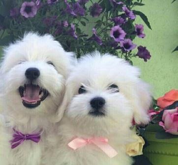 Coton-de-Tulear-Stenci