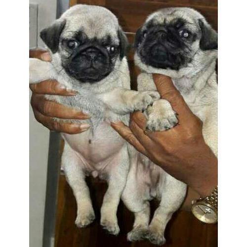 Mops