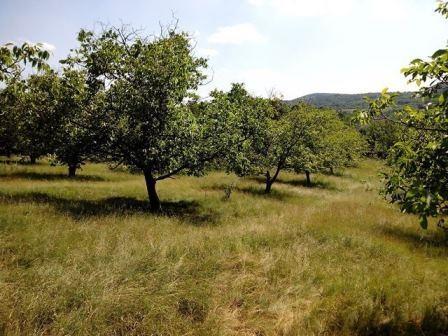 Plantaze-oraha-