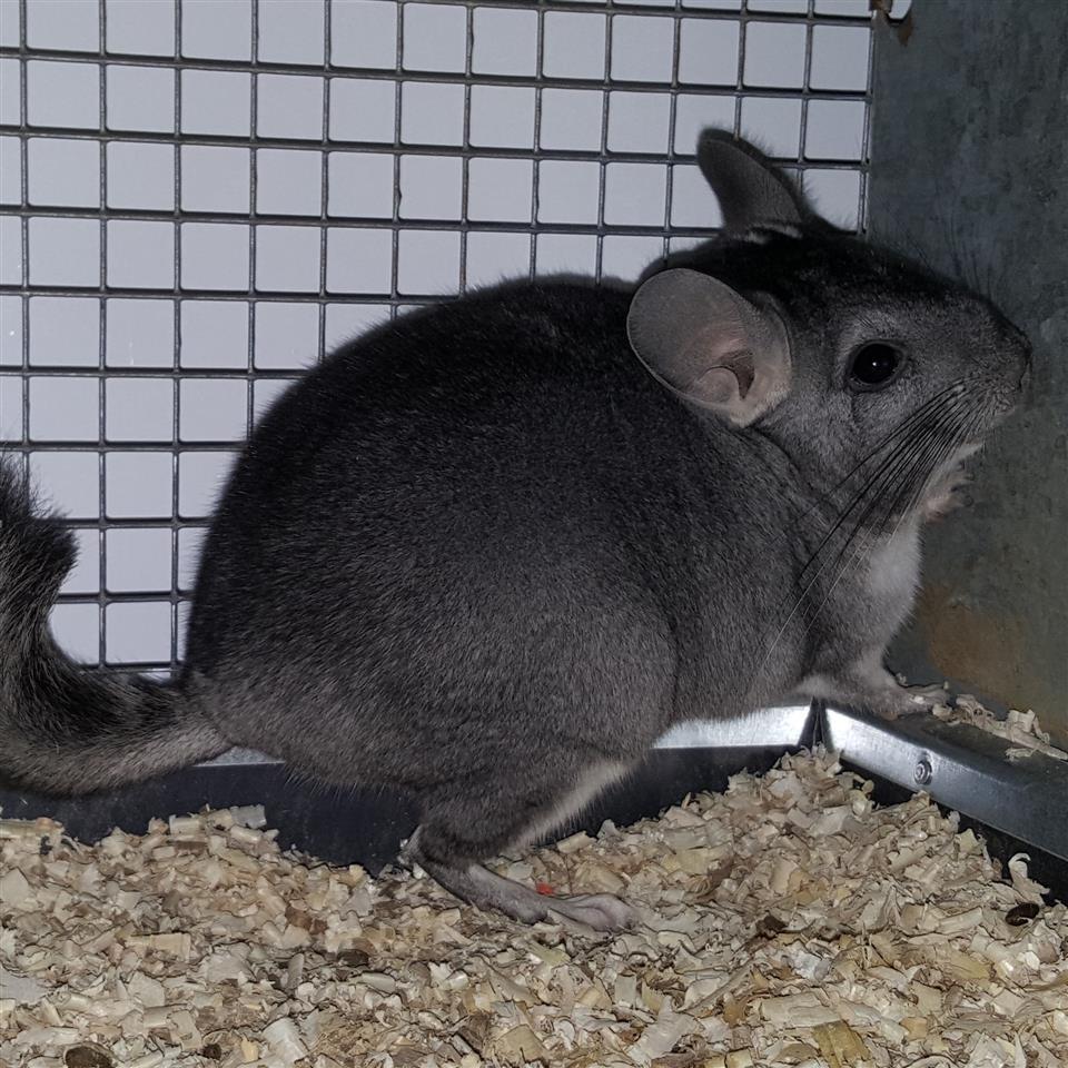Farma-Cincila