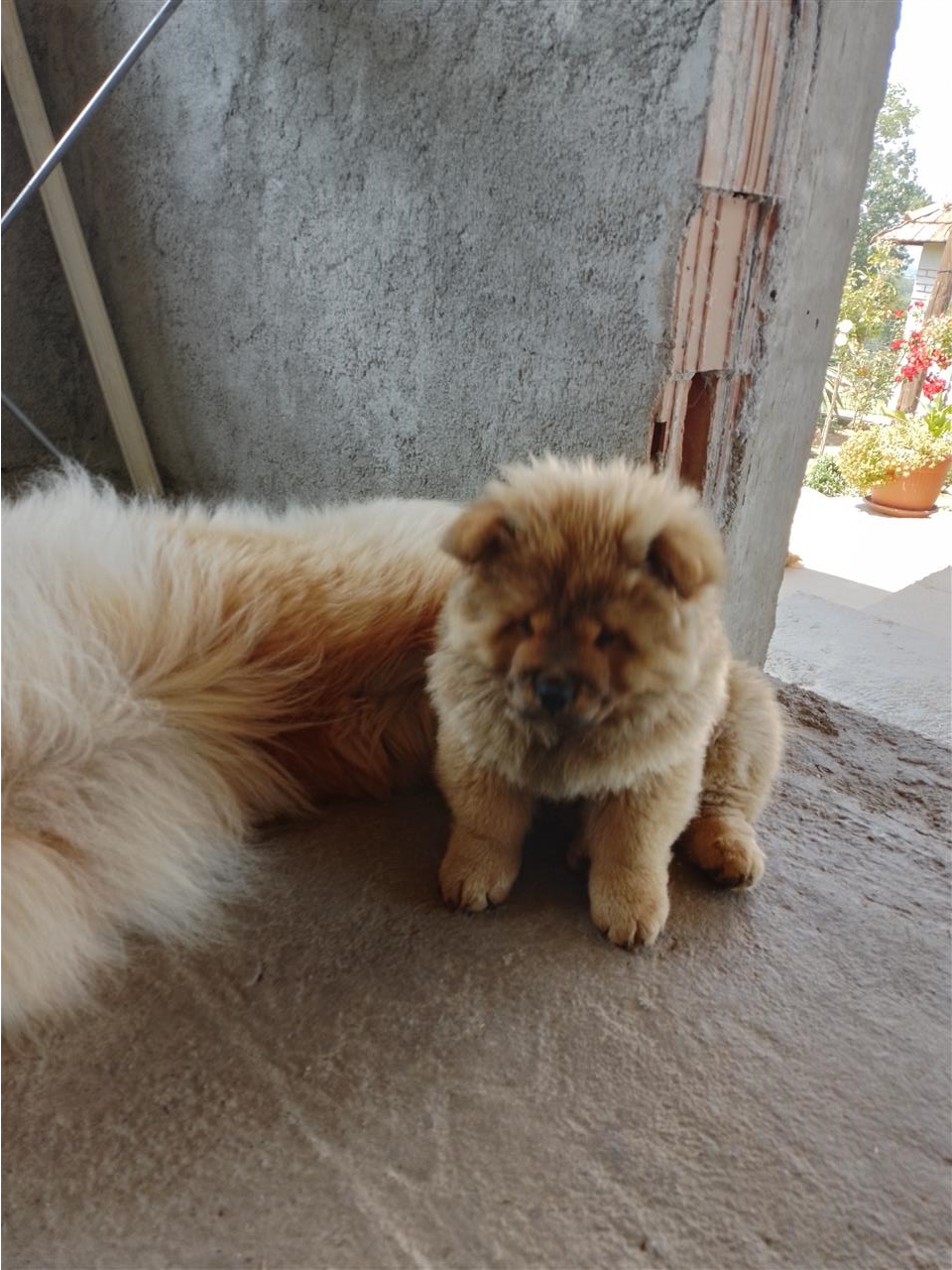 Chow-chow