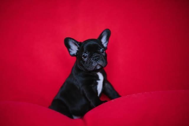 Francuski-buldog-