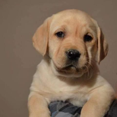 Labrador-retriver-stenci-