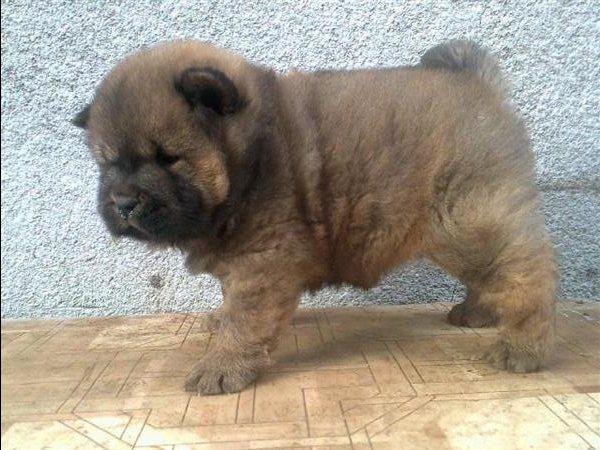Cau-Cau-Chow-Chow