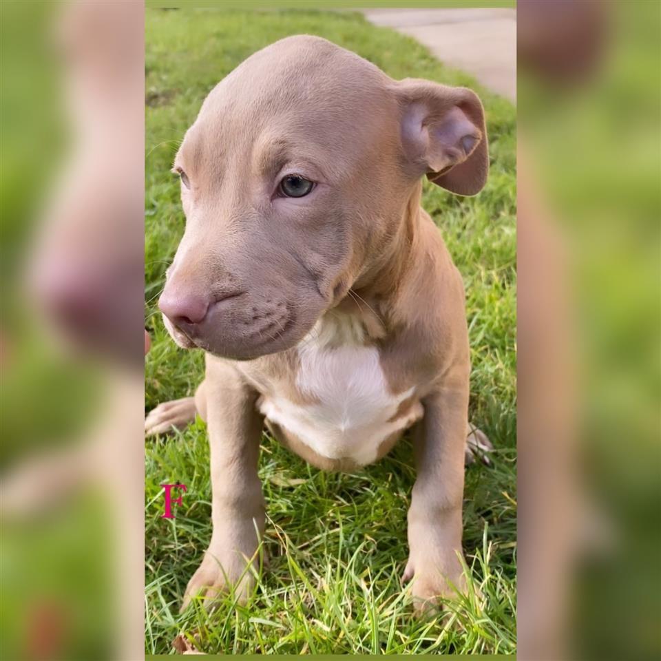 PitBull-stenci