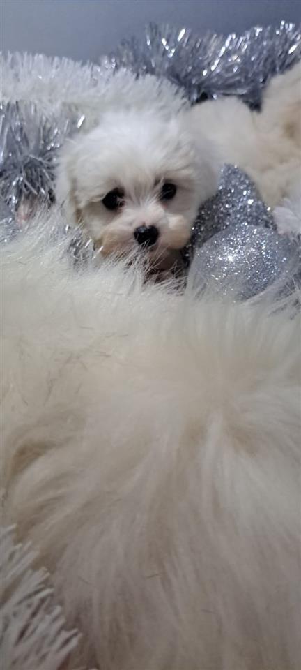 Maltezer--stene