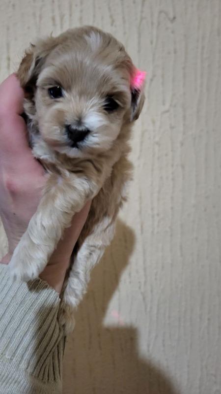Mini-Maltipoo-štenci